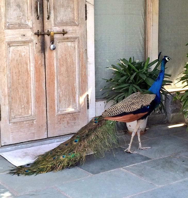 The Lazy Patio Homestay New Delhi Buitenkant foto